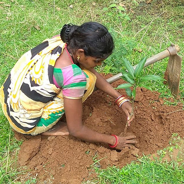 Poonam* betreibt ökologischen Landbau und pflanzt einen Mangobaum. Frau pflanzt einen Mangosetzling