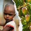 Ein Indischer Junge neben einem Mangobaum