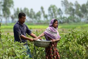 Bangladesch: Frau und Mann auf einem Feld bei der Ernte