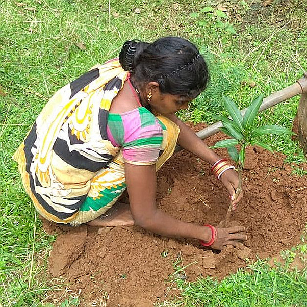 MEHR ZU KLIMA UND UMWELT SCHÜTZEN... Eine junge Frau in Indien pflanzt einen Baumsetzling
