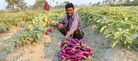 Indischer Mann auf dem Feld beim Auberginen-Anbau