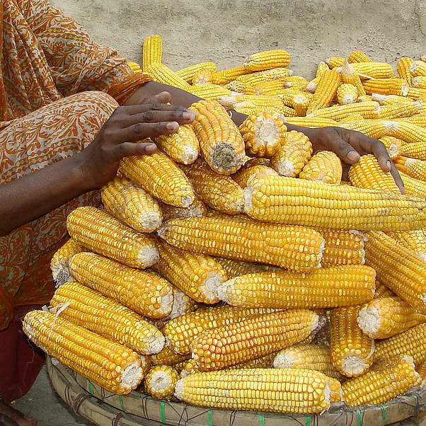 Obst- und Gemüseanbau trägt zur Ernährungssicherung bei. Ein Haufen Maiskolben in Indien