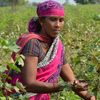 Frau arbeitet im Teefeld Indien assam